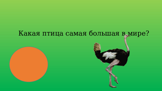 Какая птица самая большая в мире? 