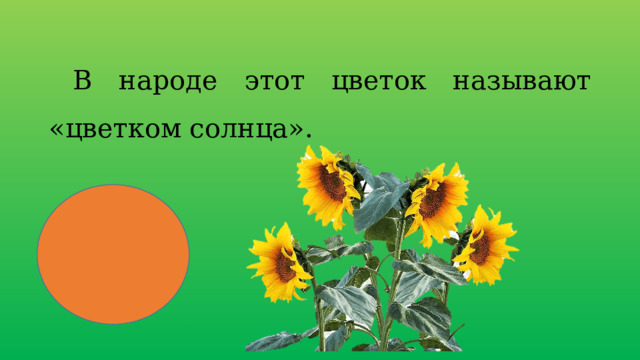 В народе этот цветок называют «цветком солнца». 