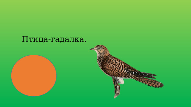 Птица-гадалка. 