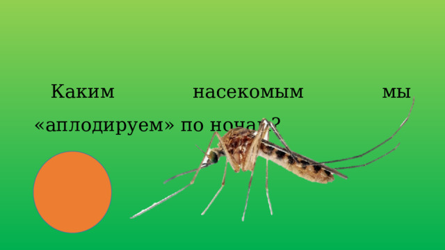 Каким насекомым мы «аплодируем» по ночам? 