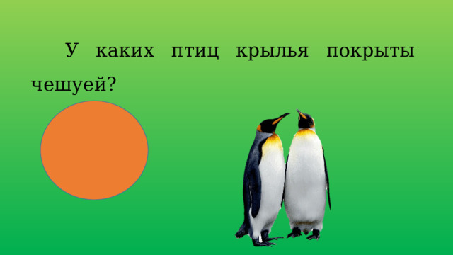  У каких птиц крылья покрыты чешуей? 