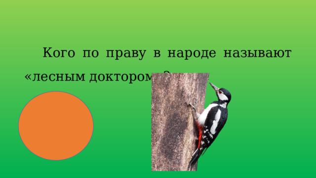  Кого по праву в народе называют «лесным доктором»? 