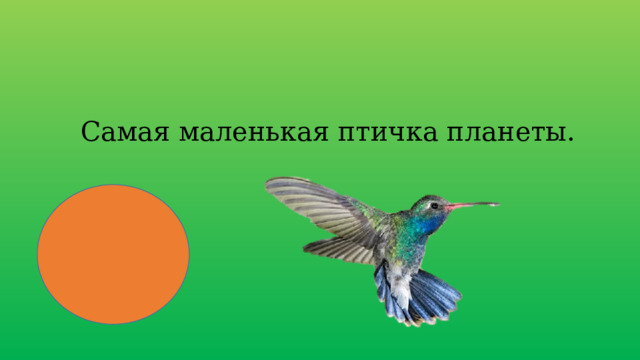  Самая маленькая птичка планеты. 