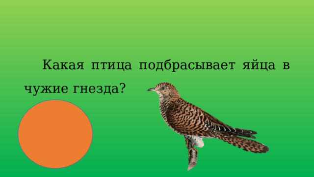  Какая птица подбрасывает яйца в чужие гнезда? 