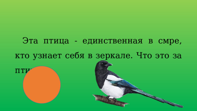 Эта птица - единственная в смре, кто узнает себя в зеркале. Что это за птица? 
