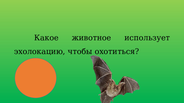  Какое животное использует эхолокацию, чтобы охотиться? 