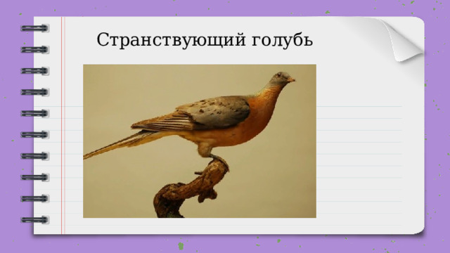 Странствующий голубь 