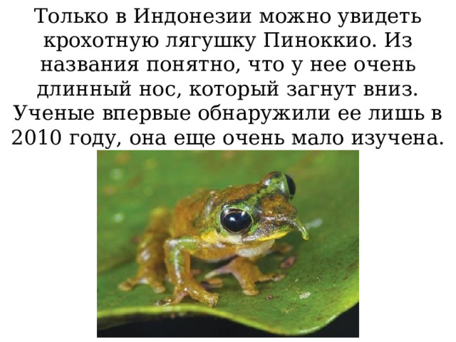 Только в Индонезии можно увидеть крохотную лягушку Пиноккио. Из названия понятно, что у нее очень длинный нос, который загнут вниз. Ученые впервые обнаружили ее лишь в 2010 году, она еще очень мало изучена. 