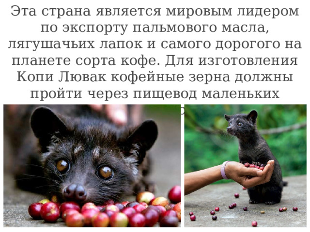 Эта страна является мировым лидером по экспорту пальмового масла, лягушачьих лапок и самого дорогого на планете сорта кофе. Для изготовления Копи Лювак кофейные зерна должны пройти через пищевод маленьких зверьков – мусангов. 
