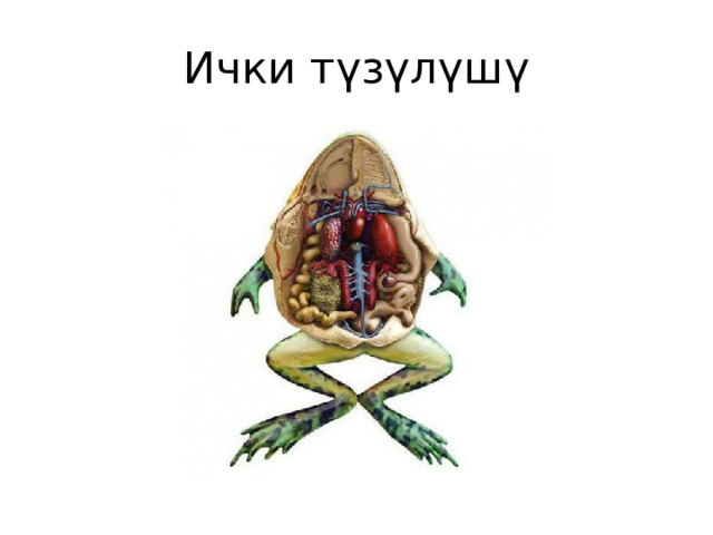 Ички түзүлүшү 