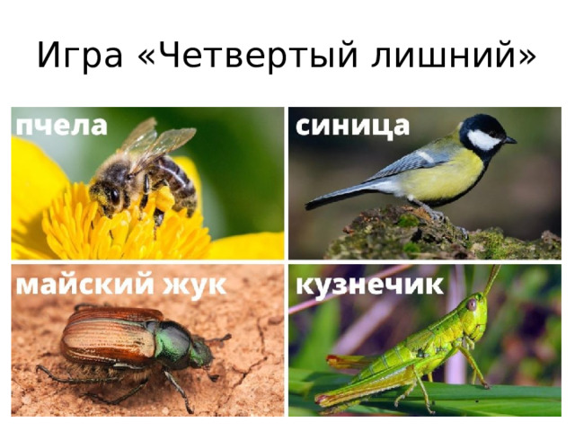 Игра «Четвертый лишний» 