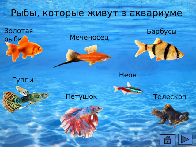 Рыбы, которые живут в аквариуме Золотая рыбка Барбусы Меченосец Неон Гуппи Петушок Телескоп 