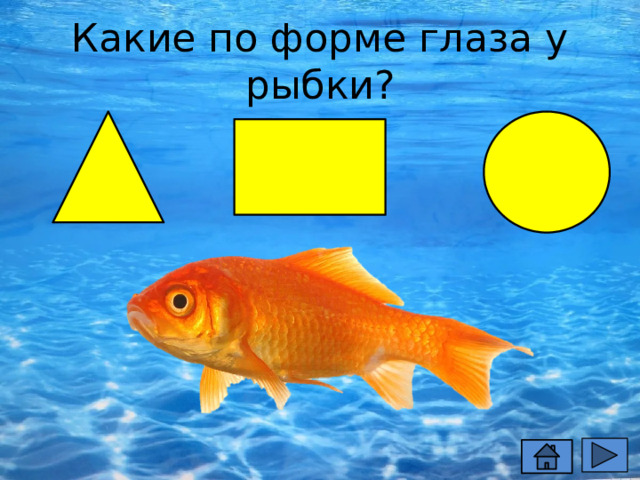 Какие по форме глаза у рыбки? 