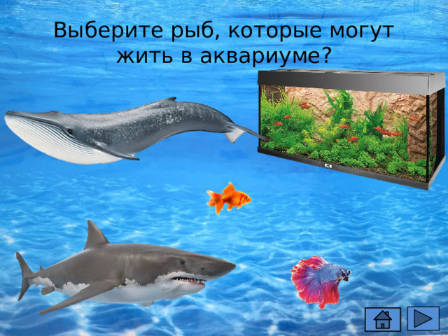 Выберите рыб, которые могут жить в аквариуме? 
