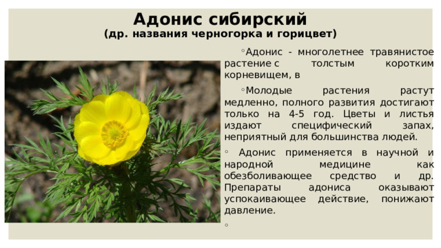 Адонис сибирский  (др. названия черногорка и горицвет)   Адонис - многолетнее травянистое растение с толстым коротким корневищем, в Молодые растения растут медленно, полного развития достигают только на 4-5 год. Цветы и листья издают специфический запах, неприятный для большинства людей.  Адонис применяется в научной и народной медицине как обезболивающее средство и др. Препараты адониса оказывают успокаивающее действие, понижают давление.   