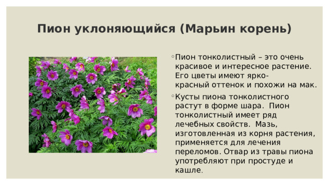 Пион уклоняющийся (Марьин корень)   Пион тонколистный – это очень красивое и интересное растение. Его цветы имеют ярко-красный оттенок и похожи на мак. Кусты пиона тонколистного растут в форме шара. Пион тонколистный имеет ряд лечебных свойств. Мазь, изготовленная из корня растения, применяется для лечения переломов. Отвар из травы пиона употребляют при простуде и кашле .  