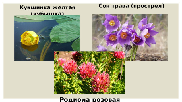 Родиола розовая Сон трава (прострел) Кувшинка желтая (кубышка) 