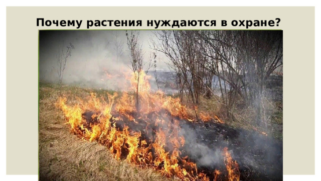 Почему растения нуждаются в охране? 