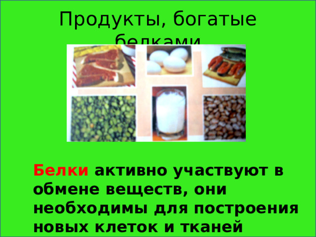 Продукты, богатые белками Белки активно участвуют в обмене веществ, они необходимы для построения новых клеток и тканей 