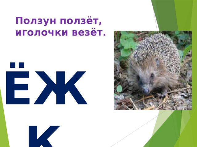 Ползун ползёт, иголочки везёт. И ЁЖ_К 