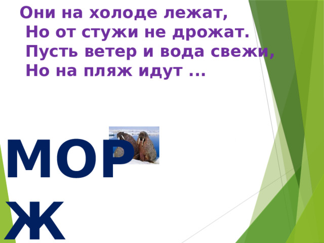 Они на холоде лежат,  Но от стужи не дрожат.  Пусть ветер и вода свежи,  Но на пляж идут ... И МОРЖ_ 