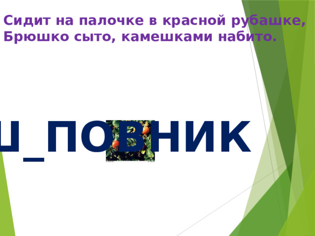 Сидит на палочке в красной рубашке,  Брюшко сыто, камешками набито.   Ш_ПОВНИК И 