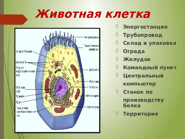 Животная клетка Энергостанция Трубопровод Склад и упаковка Ограда Желудок Командный пункт Центральный  компьютер Станок по  производству белка Территория  