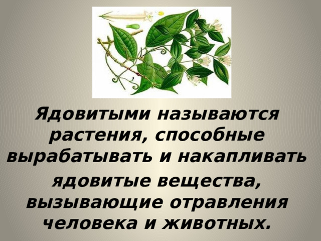 Ядовитыми называются растения, способные вырабатывать и накапливать ядовитые вещества, вызывающие отравления человека и животных. 