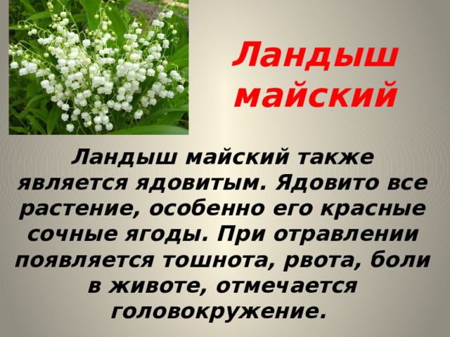 Ландыш майский Ландыш майский также является ядовитым. Ядовито все растение, особенно его красные сочные ягоды. При отравлении появляется тошнота, рвота, боли в животе, отмечается головокружение. 