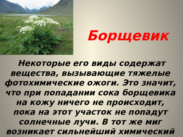 Борщевик  Некоторые его виды содержат вещества, вызывающие тяжелые фотохимические ожоги. Это значит, что при попадании сока борщевика на кожу ничего не происходит, пока на этот участок не попадут солнечные лучи. В тот же миг возникает сильнейший химический ожог. 
