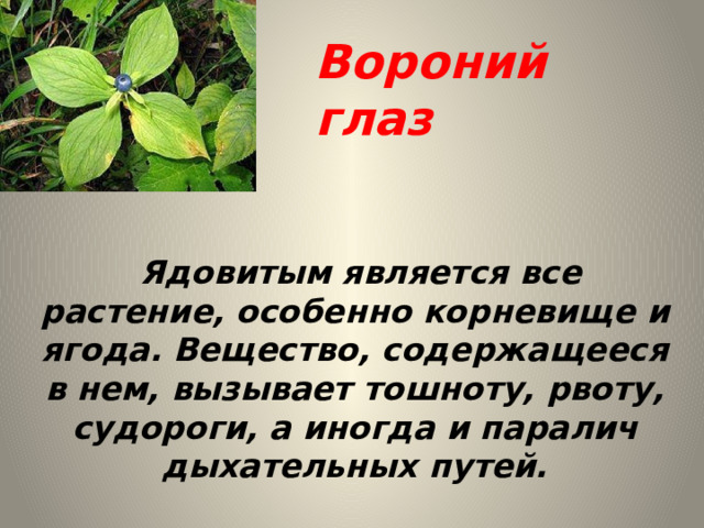 Вороний глаз  Ядовитым является все растение, особенно корневище и ягода. Вещество, содержащееся в нем, вызывает тошноту, рвоту, судороги, а иногда и паралич дыхательных путей. 