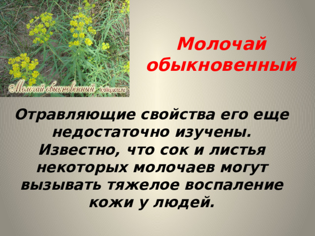 Молочай обыкновенный Отравляющие свойства его еще недостаточно изучены. Известно, что сок и листья некоторых молочаев могут вызывать тяжелое воспаление кожи у людей. 