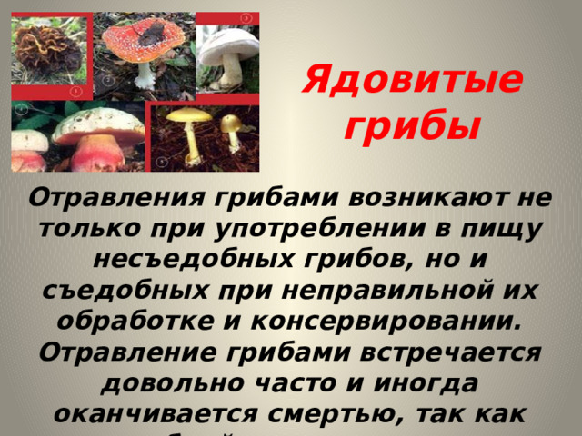 Ядовитые грибы Отравления грибами возникают не только при употреблении в пищу несъедобных грибов, но и съедобных при неправильной их обработке и консервировании. Отравление грибами встречается довольно часто и иногда оканчивается смертью, так как грибной токсин ядовит. 