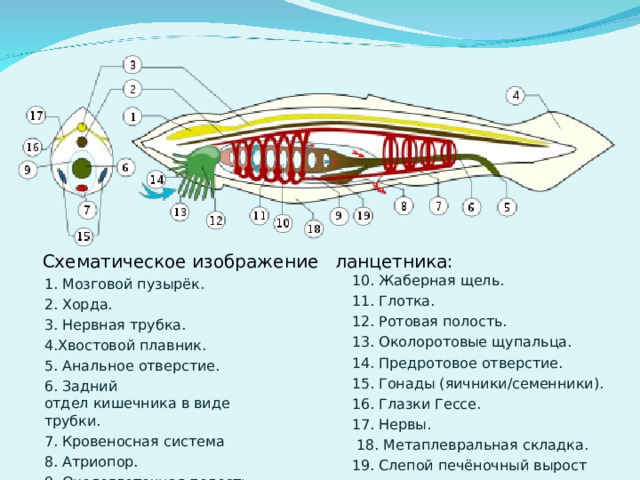 Схематическое изображение   ланцетника: 1. Мозговой пузырёк. 2. Хорда. 3. Нервная трубка. 4.Хвостовой плавник. 5. Анальное отверстие. 6. Задний отдел кишечника в виде трубки. 7. Кровеносная система 8. Атриопор. 9. Окологлоточная полость. 10. Жаберная щель. 11. Глотка. 12. Ротовая полость. 13. Околоротовые щупальца. 14. Предротовое отверстие. 15. Гонады (яичники/семенники). 16. Глазки Гессе. 17. Нервы.  18. Метаплевральная складка. 19. Слепой печёночный вырост 