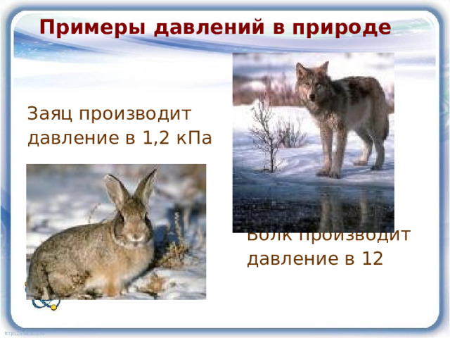 Примеры давлений в природе  Заяц производит давление в 1,2 кПа  Волк производит  давление в 12 кПа 