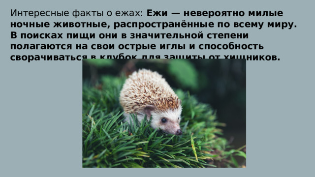 Интересные факты о ежах: Ежи — невероятно милые ночные животные, распространённые по всему миру. В поисках пищи они в значительной степени полагаются на свои острые иглы и способность сворачиваться в клубок для защиты от хищников. 