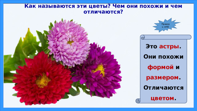 Как называются эти цветы? Чем они похожи и чем отличаются? Проверь себя Это астры . Они похожи формой и размером . Отличаются цветом . 