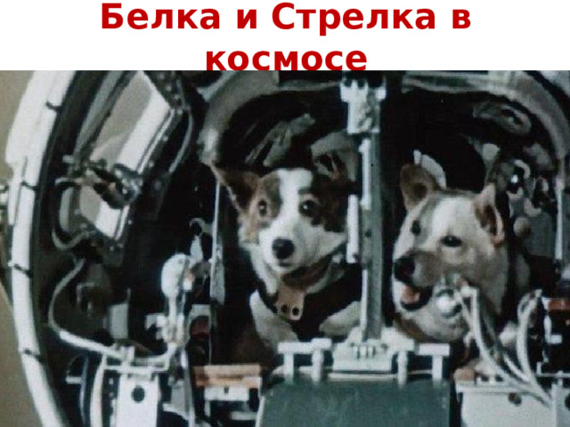 Белка и Стрелка в космосе 