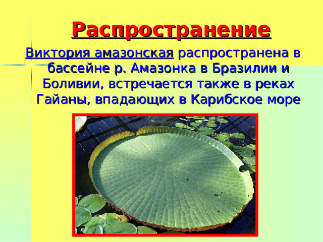 Распространение Виктория амазонская распространена в бассейне р. Амазонка в Бразилии и Боливии, встречается также в реках Гайаны, впадающих в Карибское море 
