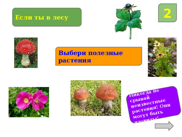 Никогда не срывай неизвестные растения! Они могут быть ядовиты! 2 Если ты в лесу Выбери полезные растения 