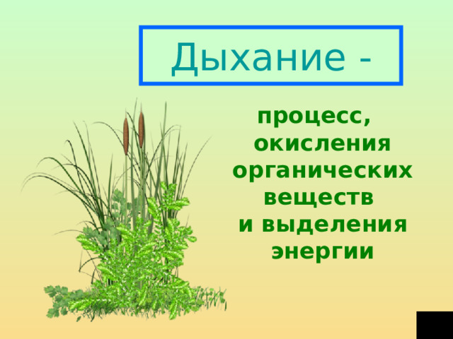 Дыхание - процесс, окисления органических веществ  и выделения энергии 