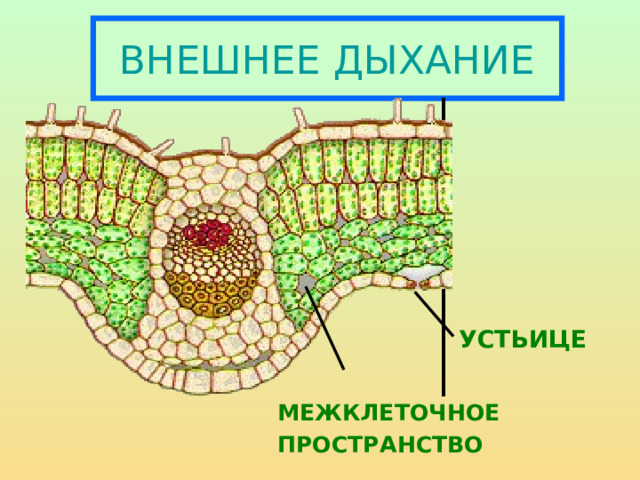 ВНЕШНЕЕ ДЫХАНИЕ УСТЬИЦЕ  МЕЖКЛЕТОЧНОЕ ПРОСТРАНСТВО 