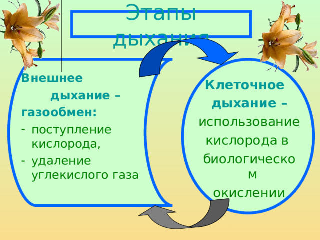 Этапы дыхания Внешнее  дыхание –  газообмен:  поступление кислорода, удаление углекислого газа Клеточное дыхание – использование кислорода в биологическом окислении 