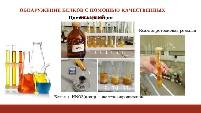 ОБНАРУЖЕНИЕ БЕЛКОВ С ПОМОЩЬЮ КАЧЕСТВЕННЫХ РЕАКЦИЙ Цветные реакции Ксантопротеиновая реакция Белок + HNO3(конц) → желтое окрашивание 