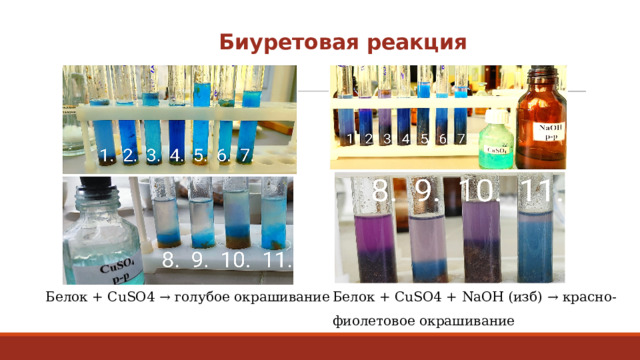 Биуретовая реакция Белок + CuSO4 → голубое окрашивание Белок + CuSO4 + NaOH (изб) → красно-фиолетовое окрашивание 