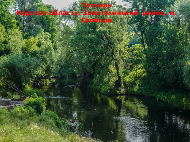 Тускарь Курская область, Золотухинский район, м. Свобода    