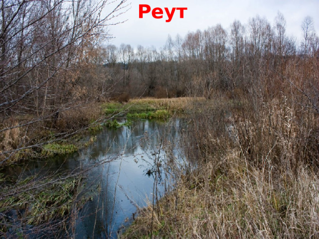 Реут  