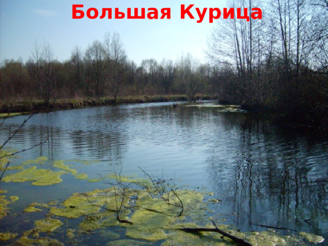Большая Курица  