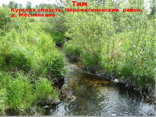 Тим Курская область, Черемисиновский район, д. Меснянкино  