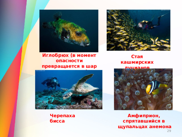 Иглобрюх (в момент опасности превращается в шар с колючками) Стая кашмирских луцианов Черепаха бисса Амфиприон, спрятавшийся в  щупальцах анемона  